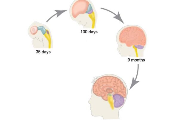 آغاز رشد مغز چگونه است؟